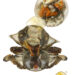 *#整-华盛冻红膏梭子蟹12/kg300-400* | EMBFOOD