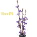 SML假树腊梅蓝色31cm LMLS | EMBFOOD