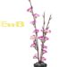 SML假树腊梅紫色31cm | EMBFOOD